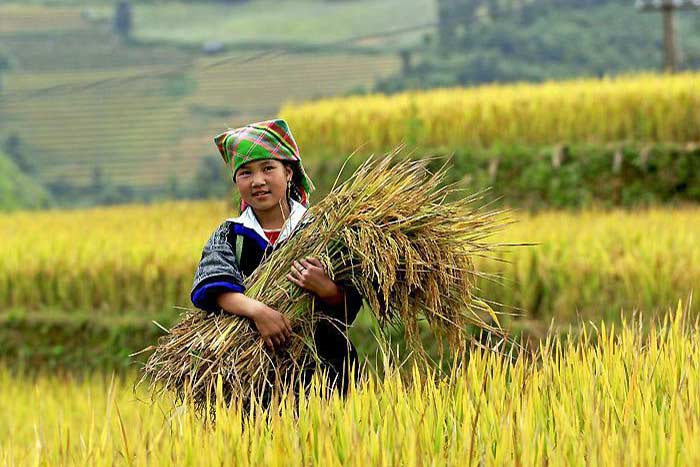 rice terraced mu cang chai hmong girl